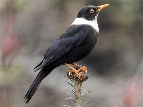 black bird with white collar|small black bird with white chest.